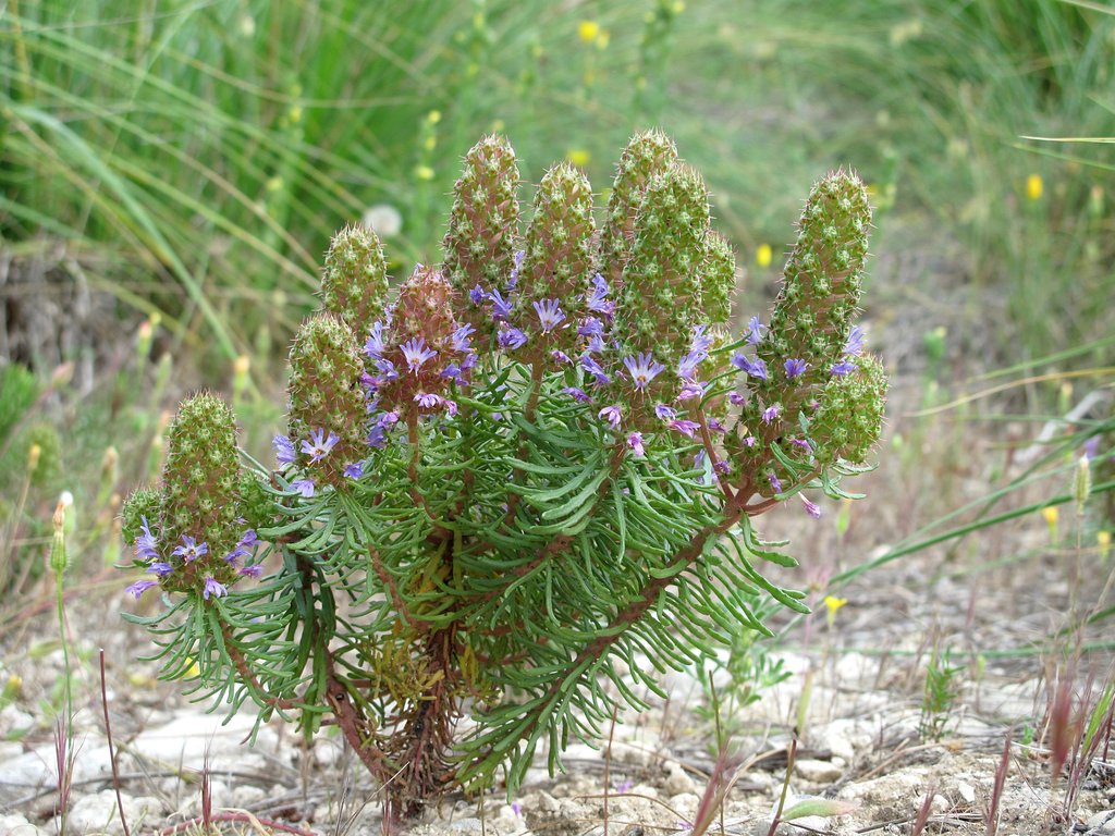 Coris monspeliensis